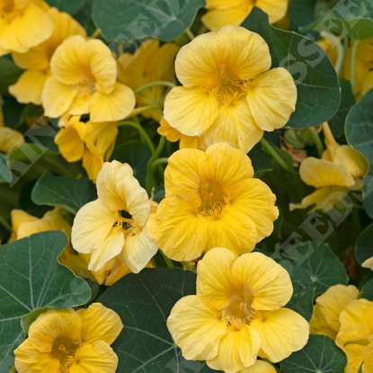 Picture of Nasturtium Minus - Baby Yellow